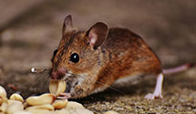24 Hour & Emergency Exterminators in Lisbon, OH
